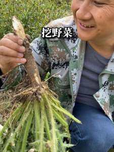 马刺根什么时候挖最好 最佳挖掘时间-马刺队
