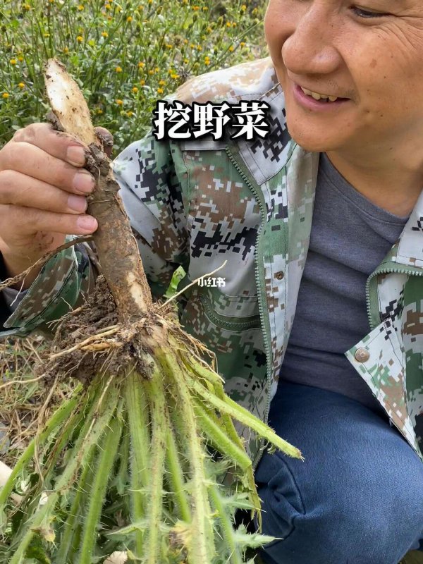 马刺根什么时候挖最好