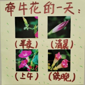 矮牵牛开花温度多少度 矮牵?；枰嗌傥露?？