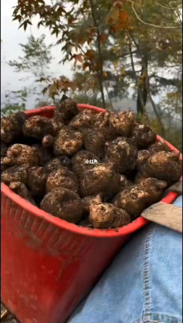 天麻什么时候挖最好