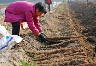 淮山什么时候挖最好 淮山最佳挖掘时间是什么时候？