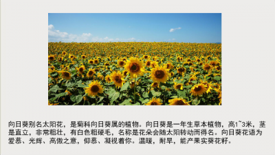 向日葵是经济作物吗 向日葵是否为经济作物？