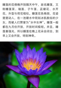 睡莲开花温度多少度 睡莲开花需要的温度是多少度？