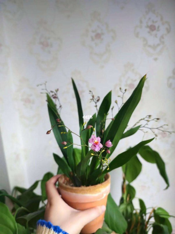 文心兰开花温度多少度