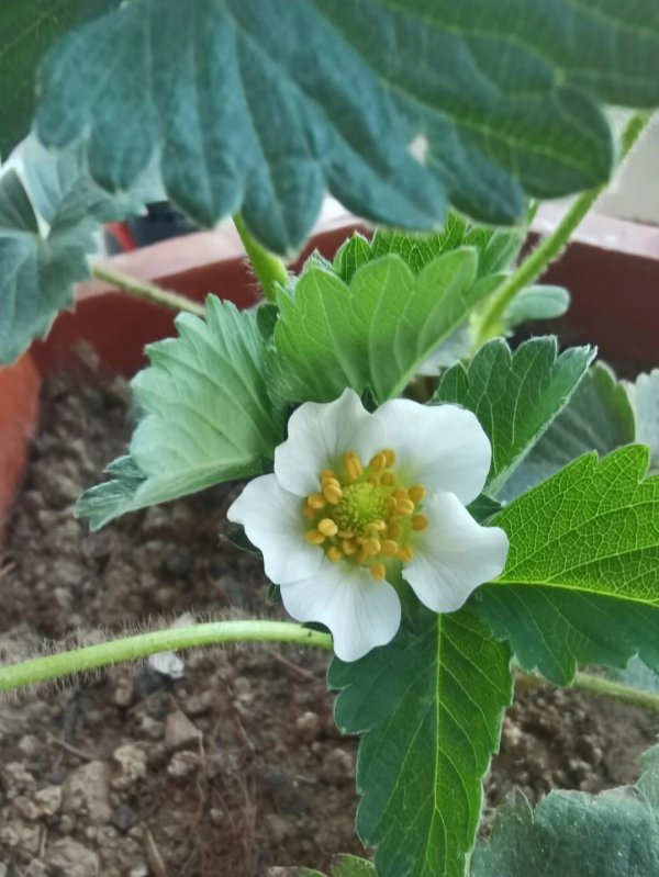 草莓开花温度多少度