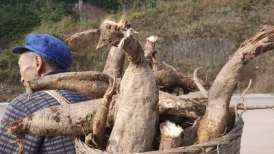 葛根什么时候挖最好 最佳时间挖葛根

最佳时机采摘葛根