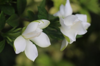 栀子花开花温度多少度 栀子花开需要多少度温度