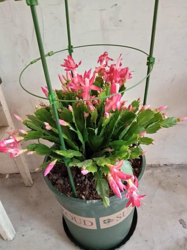 蟹爪兰开花温度多少度