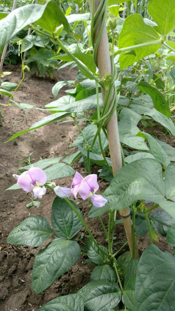 豇豆开花温度多少度