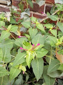 胭脂花开花温度多少度 胭脂花绽放需要多高温度？