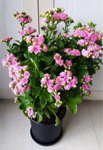 长寿花开花温度多少度 长寿花适宜开花温度是多少度？