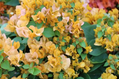 三角梅开花温度多少度 三角梅开花所需温度是多少度？