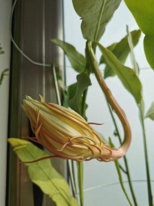 昙花开花温度多少度 昙花开放的最适温度是多少？