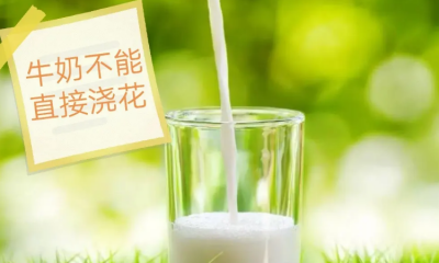 喝剩的牛奶可以浇花吗 剩下的牛奶适合浇花吗？