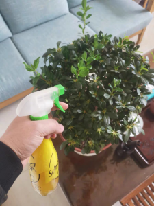硫酸亚铁片可以浇花吗 硫酸亚铁片适合用来浇花吗？