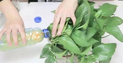 废茶水可以浇花吗 废弃茶水适合浇花吗？