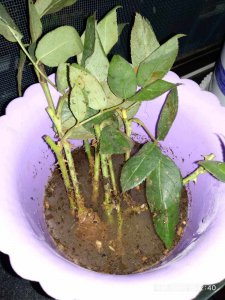 生根粉水可以浇花吗 生根粉水可不可以用来浇花？
