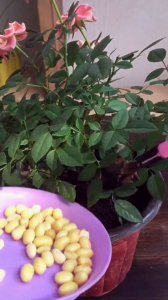 泡黄豆的水可以浇花吗 用黄豆浸泡的水适合浇花吗？