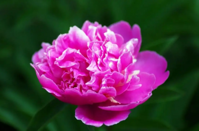 牡丹花的寓意和象征花语有哪些？适合送什么样的人？