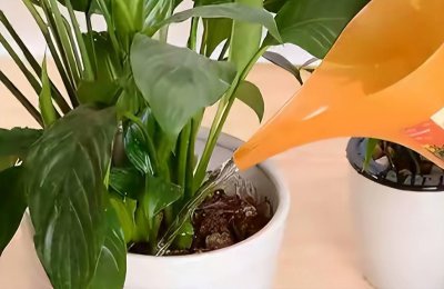 植物油能浇花吗 可以用植物油给花浇水吗？