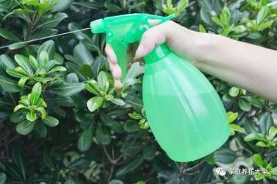 洗衣水可以浇花吗 用洗衣水浇花可以吗？