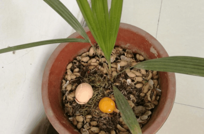 臭鸡蛋能浇花吗 可以用臭鸡蛋浇花吗？