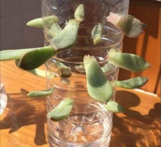 绿茶饮料能浇花吗 绿茶饮料可用于浇灌植物吗？