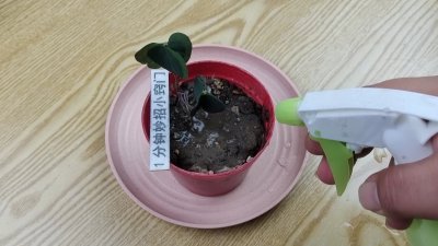 空调水可以浇花吗 可以用空调水浇花吗？
