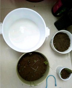 过期奶粉能浇花吗 过期奶粉可以用来浇花吗？