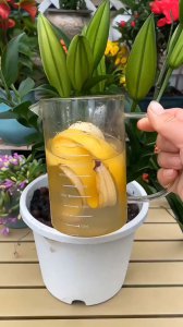 红糖能浇花吗 红糖可否用来浇花？