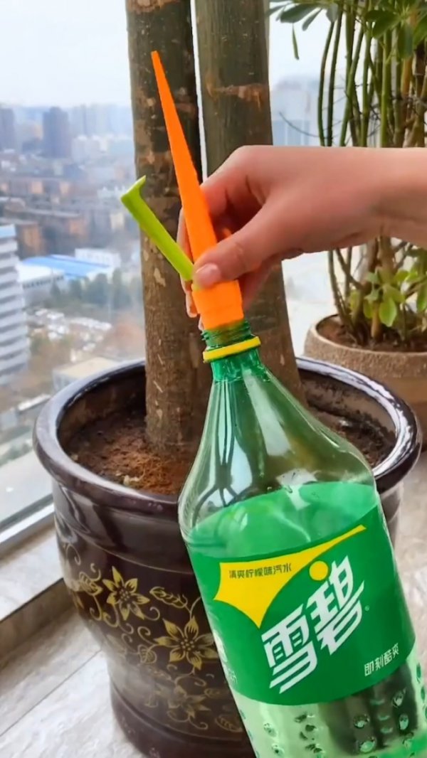 碳酸饮料能浇花吗