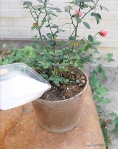 剩牛奶能浇花吗 牛奶可以用来浇花吗？