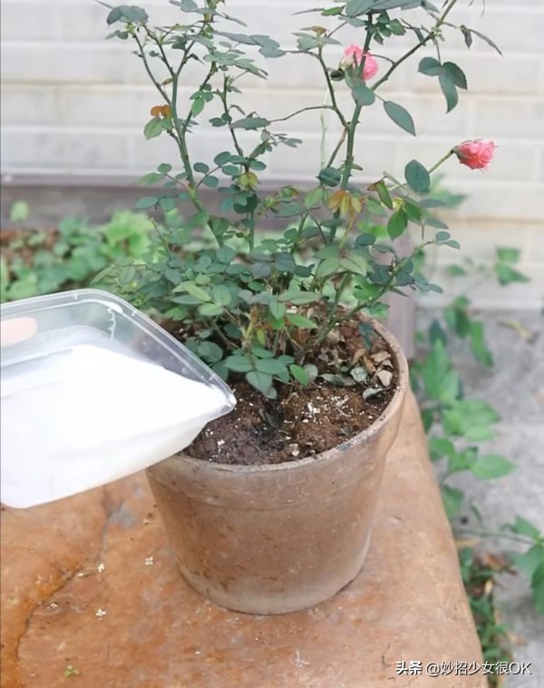 剩牛奶能浇花吗