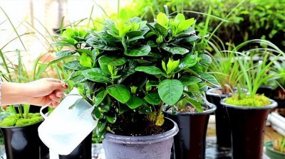 维生素b能浇花吗 维生素B对植物有没有益处？