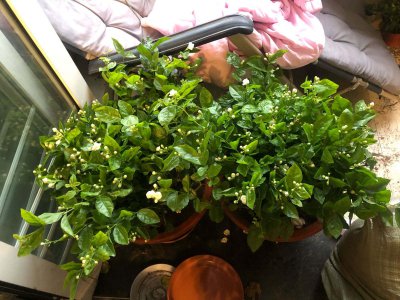 柠檬酸能浇花吗 柠檬酸适合用来浇花吗？