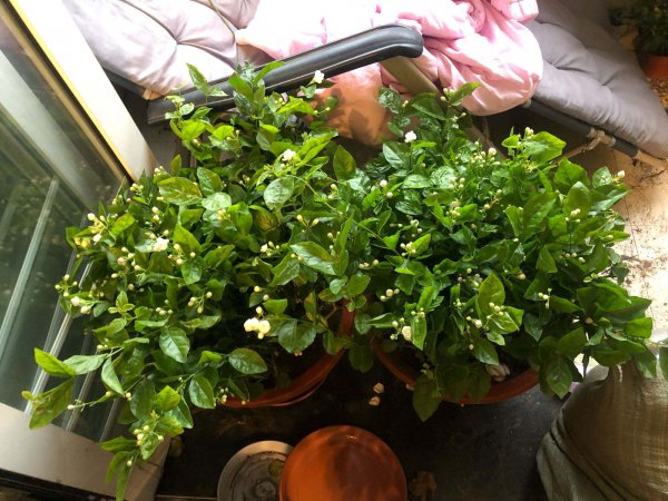 柠檬酸能浇花吗