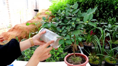 普洱茶能浇花吗 普洱茶适合用来浇花吗？