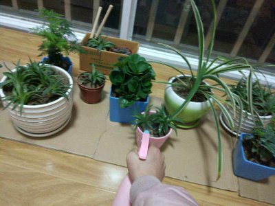 中午可以浇花吗 可以在中午浇花吗？