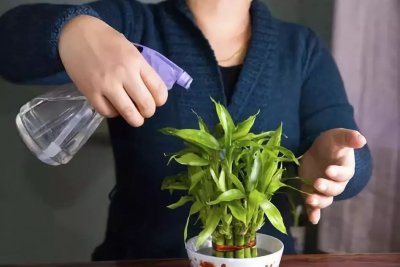 白醋能浇花吗 白醋浇花有什么好处介绍
