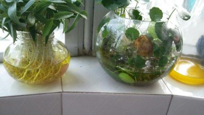 乳酸菌能浇花吗 乳酸菌可以用来浇花吗？