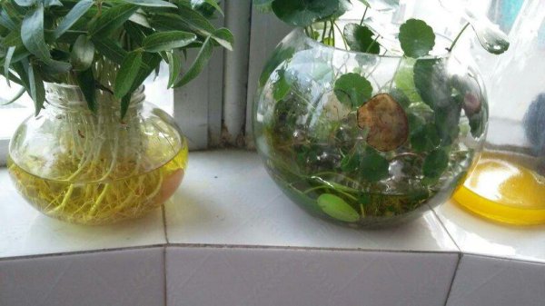 乳酸菌能浇花吗