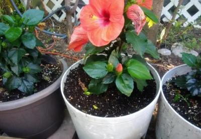 果啤能浇花吗 果啤可用于浇花吗？