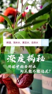 肉汤能浇花吗 肉汤可否用来浇花？