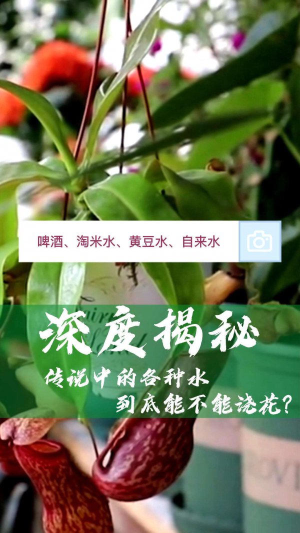 肉汤能浇花吗