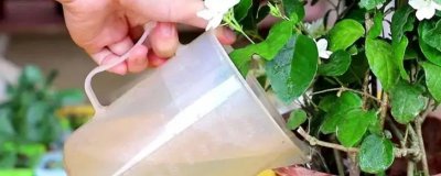 隔夜茶能浇花吗 隔夜茶可用来浇花吗？