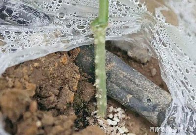 生根粉能浇花吗 能用根粉浇花吗？ 

根粉适合浇花吗？