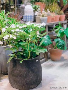 雪碧能浇花吗 能用雪碧浇花吗？
