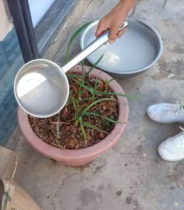 费油能浇花吗 以汽油能浇花吗？
用汽油浇花可以吗？