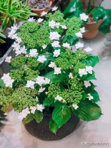 过期的雪碧能浇花吗 过期的雪碧可用于浇花吗？