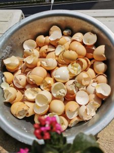 过期豆浆能浇花吗 过期豆浆可否用来浇花？